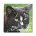 Black Cat Magnet by pulsDesign Black Cat Magnet