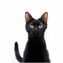 Black Cat Magnet Photo Cutout