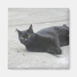 Black  Cat Magnets