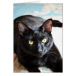 Black Cat Modern Photo Greeting Card cards