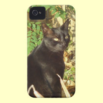 Black Cat Morning Sun case casemate cases