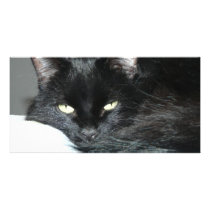 black cat photo cards