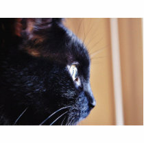 Black Cat Photo Cutout