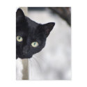 Black Cat postcards