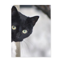Black Cat postcards by Madddy Black Cat postcards