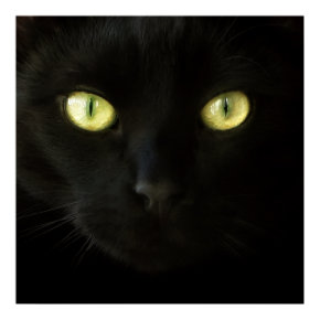 Black Cat - poster print