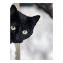 Black Cat print