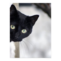 Black Cat print