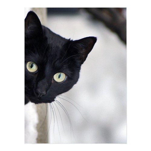 Black Cat print print