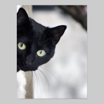 Black Cat print posters