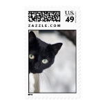 Black Cat Stamps