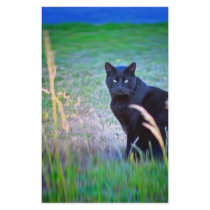 Black Cat stationery