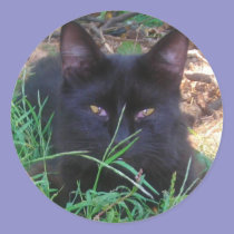 Black cat  stickers stickers