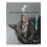 BLACK CAT WITH GECKO flyers