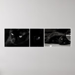 Black cats - Poster