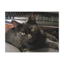 Black Cats Rock postcards