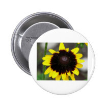 black center rudbeckia buttons