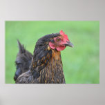 Black chicken print