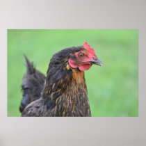 Black chicken print