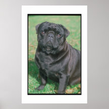 Black Chinese Pug Poster