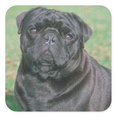 Black Chinese Pug