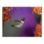 Black-chinned Humingbird, Archilochus alexandri, Post Cards