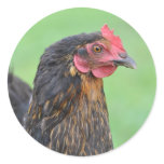 Black chook sticker
