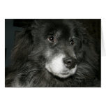 Black Chow Chow Mix Photo Cards