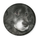 Black Chow Chow Mix Photo Refrigerator Magnets