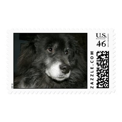 Black Chow Chow Mix Photo Stamp by FCACshelter