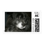 Black Chow Chow Mix Photo postage