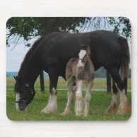 Black Clydesdale and Filly Mouse Pads