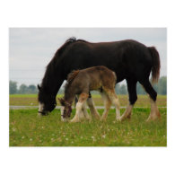 Black Clydesdale and Filly Postcard