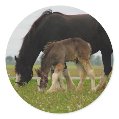 Black Clydesdale and Filly Sticker by randolph259