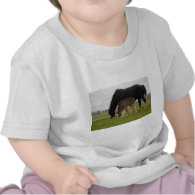 Black Clydesdale and Filly T Shirt