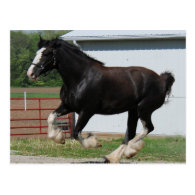Black Clydesdale Post Card