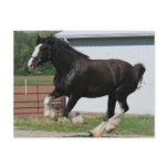 Black Clydesdale Post Card