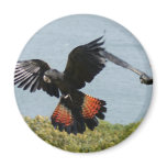 Black Cockatoo in for landing Fridge Magnet