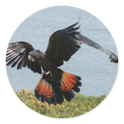 Black Cockatoo in for landing Sticker by sharonsphotography