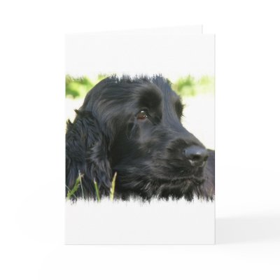 Black Cocker Spaniel Dog Greeting Card by DogPoundGifts
