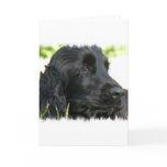 Black Cocker Spaniel Dog Greeting Card
