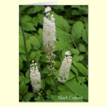Black Cohosh Flowers cards