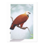 Black-collared Hawk Post Cards