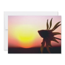Black Coneflower before the setting sun, Quebec, C Personalized Announcement