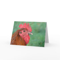 Black Copper Maran Rooster Greeting Cards