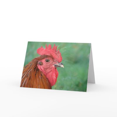 Black Copper Maran Rooster Greeting Cards by angelandspot
