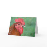 Black Copper Maran Rooster cards