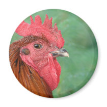 Black Copper Maran Rooster Magnets