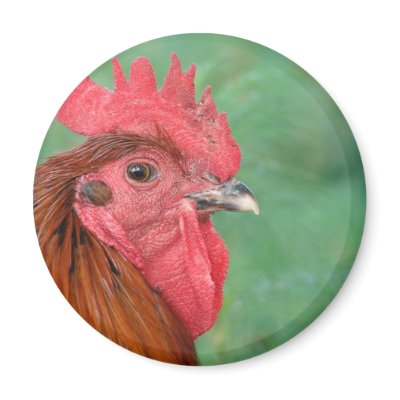 Black Copper Maran Rooster Magnets by angelandspot