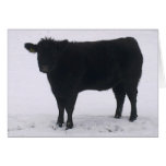 Black Cow in Snow Card